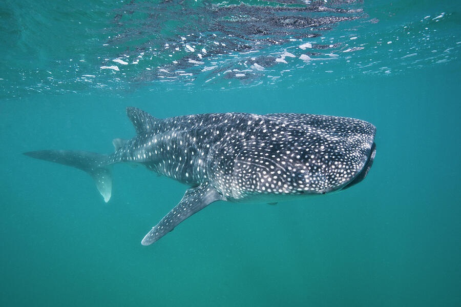 Young Whaleshark Portrait, Less Than 5m In Length, Feeding Photograph by Alex Mustard / Naturepl.com Young Whaleshark Portrait, Less Than 5m In Length, Feeding Photograph by Alex Mustard / Naturepl.com