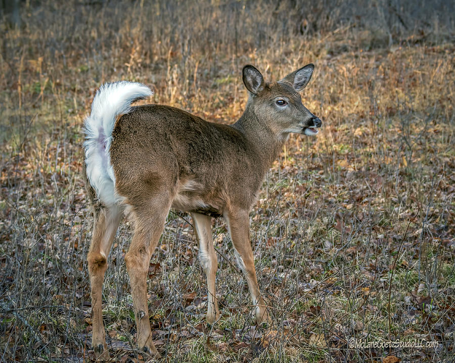 Young White Tail Deer Photograph by LeeAnn McLaneGoetz McLaneGoetzStudioLLCcom