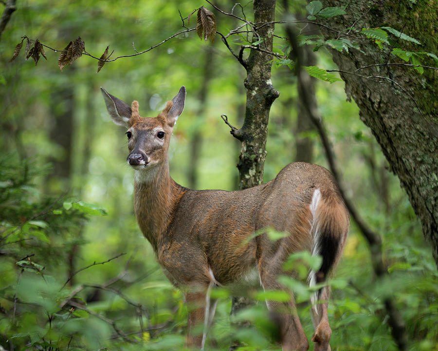 Young White-tailed Deer, Odocoileus virginianus, with Velvet Antlers Photograph by William Dickman