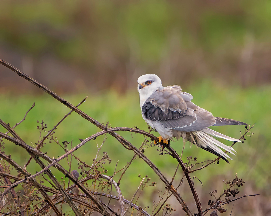 Young White Tailed Kite Photograph by Loree Johnson