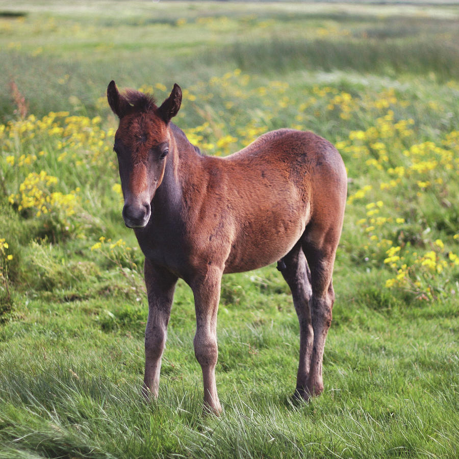 Young Wild Foal Photograph by Michael Sullivan
