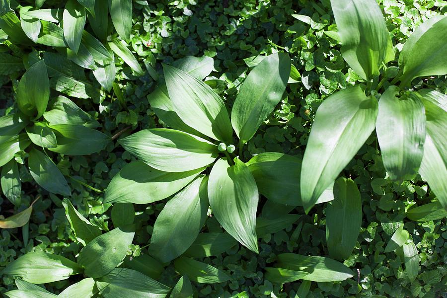 Young Wild Garlic In The Open Air seen From Above Photograph by Cath Lowe