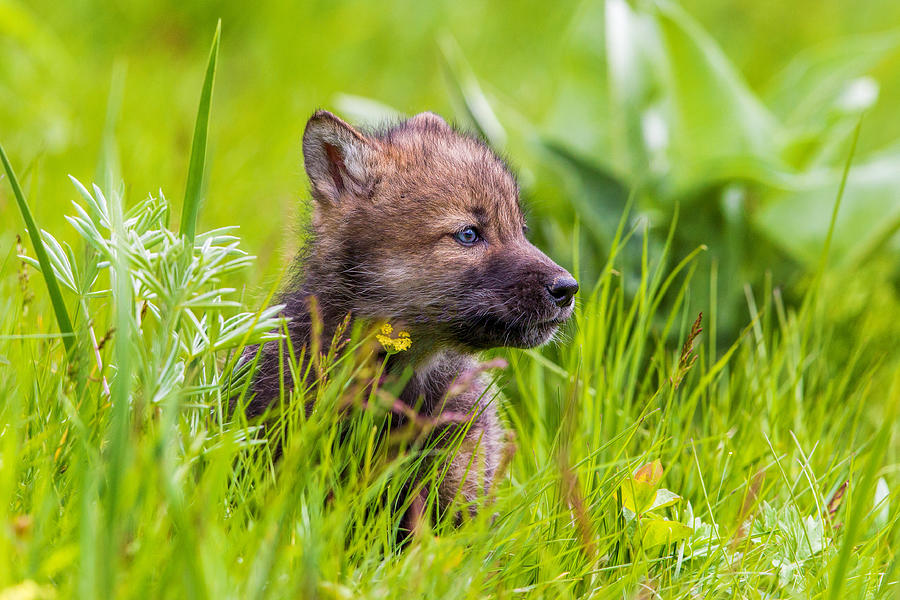Wolves Photograph - Young Wolf by Mike Centioli