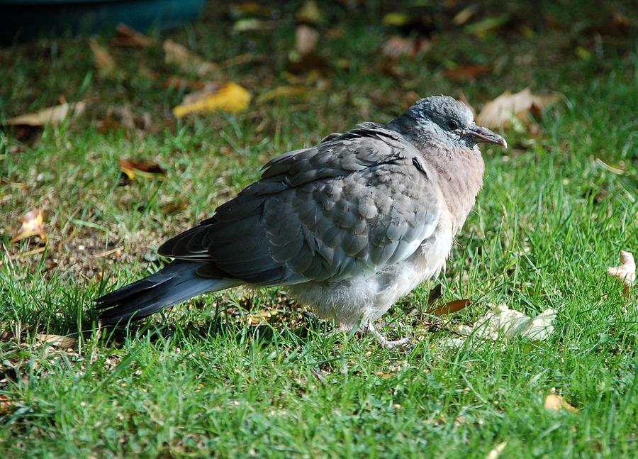 Young Wood Pigeon Photograph by Lynne Iddon - Fine Art America