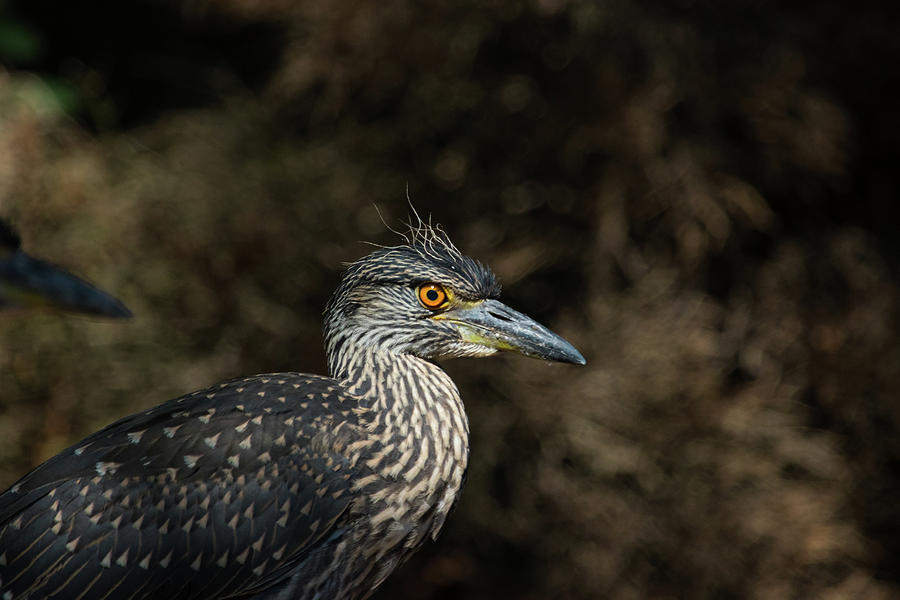Young Yellow Crowned Heron Photograph by Karol Livote