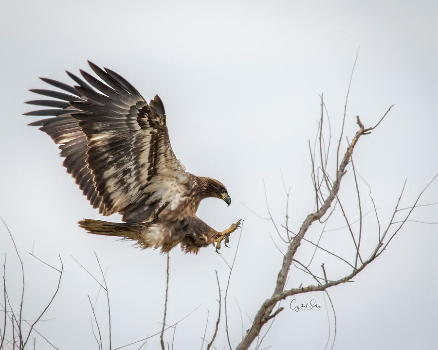 Youngster landing Photograph by Crystal Socha