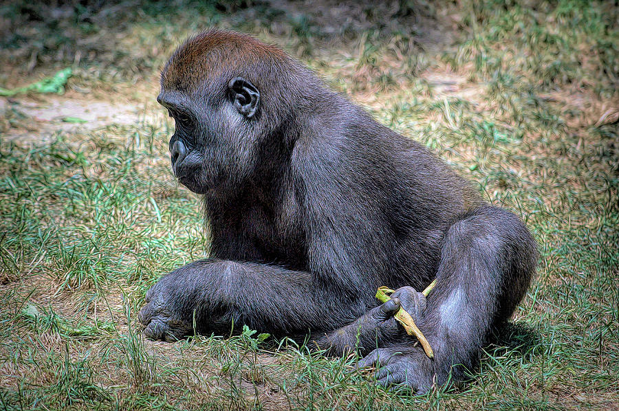 Youngster by PAUL COCO Youngster by PAUL COCO