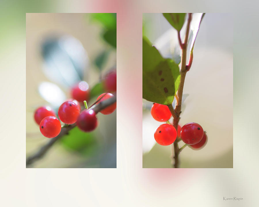 Youpon Holly by Karen Rispin Youpon Holly by Karen Rispin
