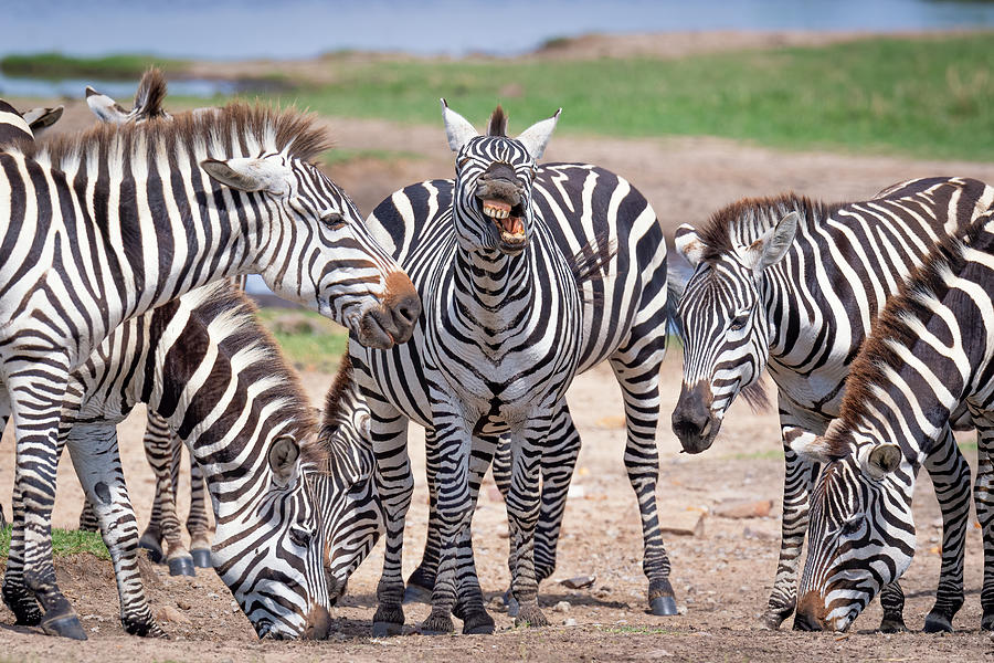 Zebra Photograph - Your Brother In Law After A Few Drinks.... by Jeffrey C. Sink
