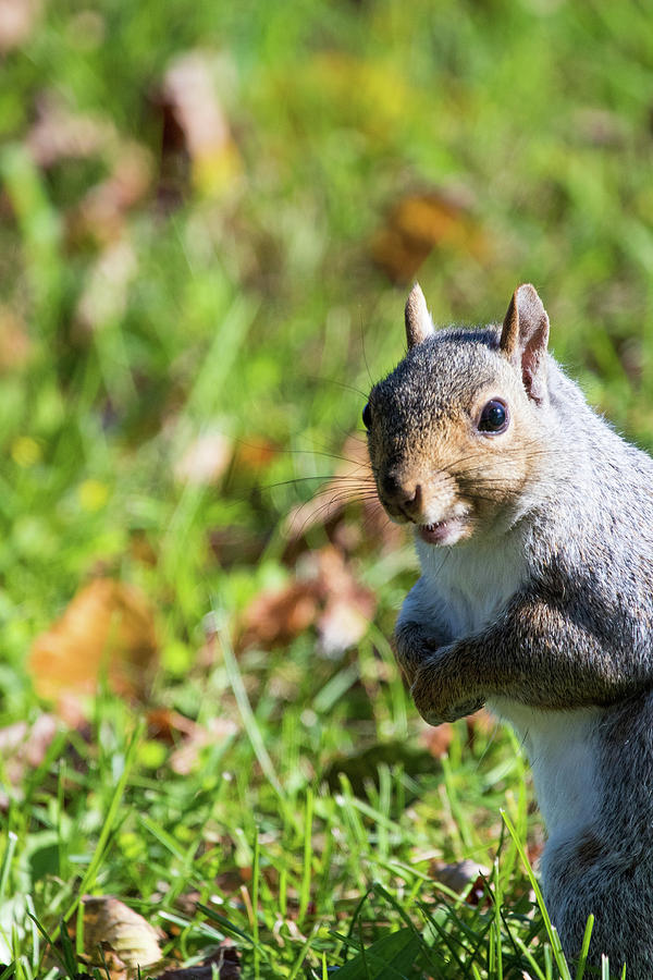 Your Friendly Neighborhood Squirrel Photograph by Karol Livote