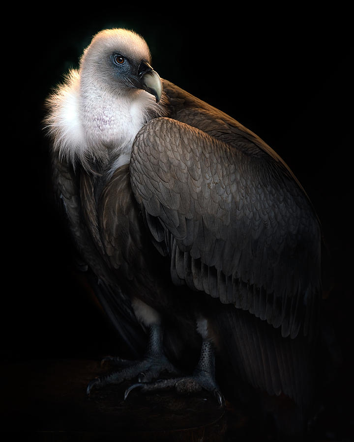 Vulture Photograph - Your Most Gracious Highness by Santiago Pascual Buye