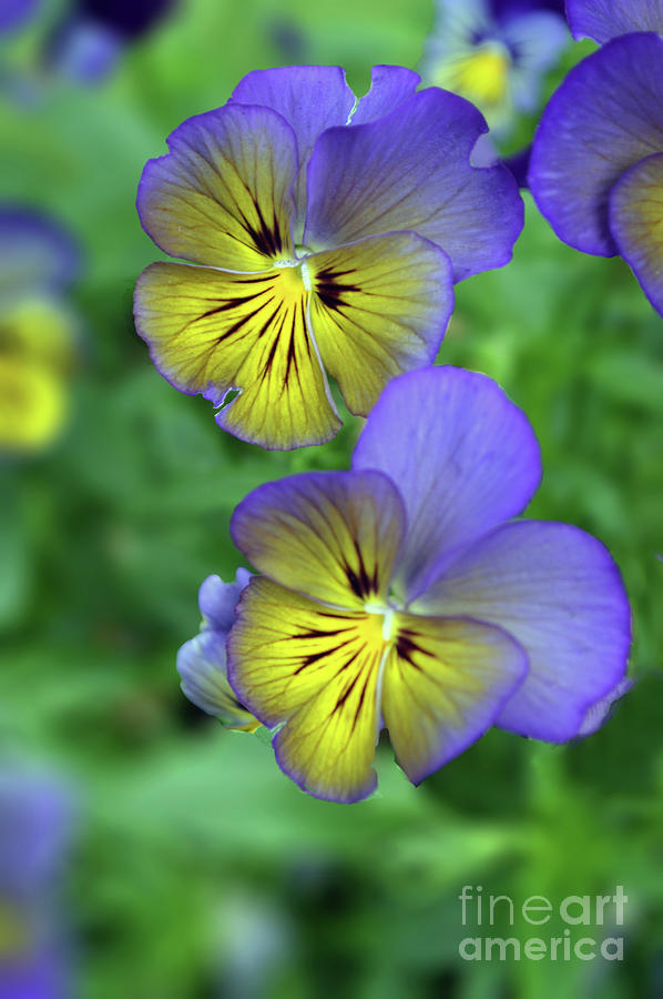 Youre So Pansy Photograph by Carol Eliassen