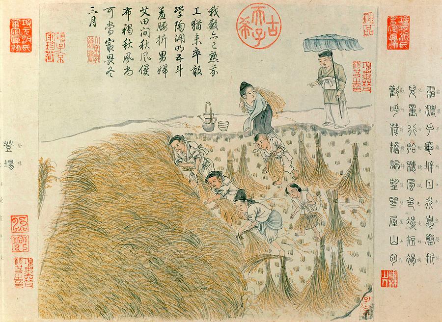 Yuan Dynasty, XIII-XIV Centuries AD, showing rice culture harvesting. Painting by Album