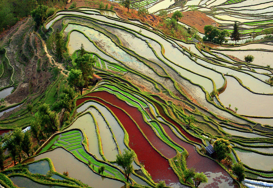 Yuanyang Rice Terrace Photograph by Photo By Prasit Chansareekorn - Fine Art America