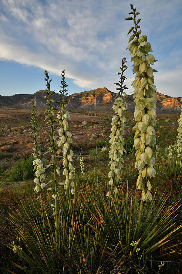 Yucca and Book Cliffs Sunset Photograph by Ray Mathis