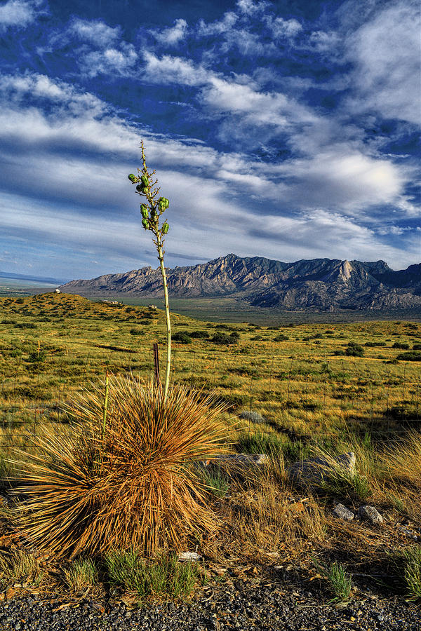 Yucca and Organ Mountains, New Mexico Photograph by Chance Kafka