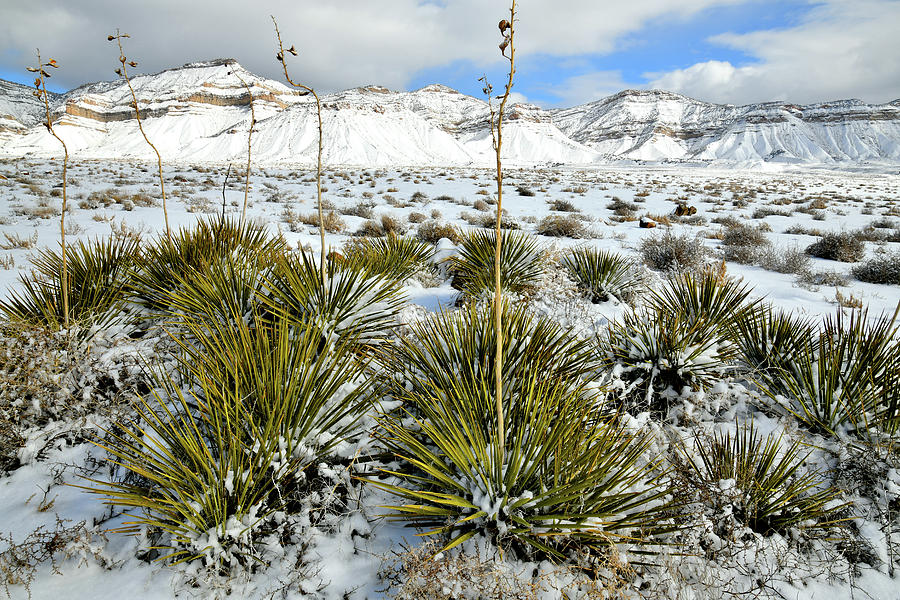 Yucca and the Book Cliffs in Snow Photograph by Ray Mathis