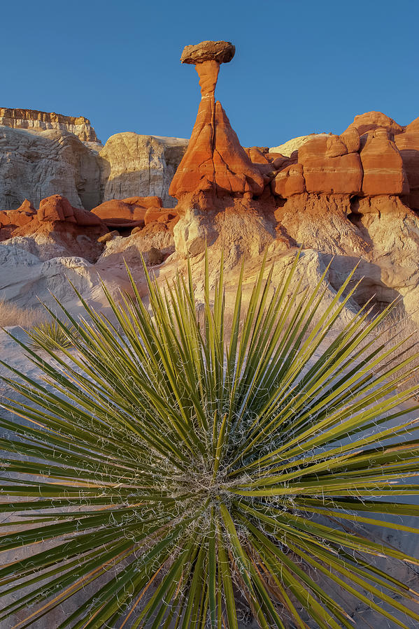 Yucca And Toadstook Rock Photograph by Jeff Foott