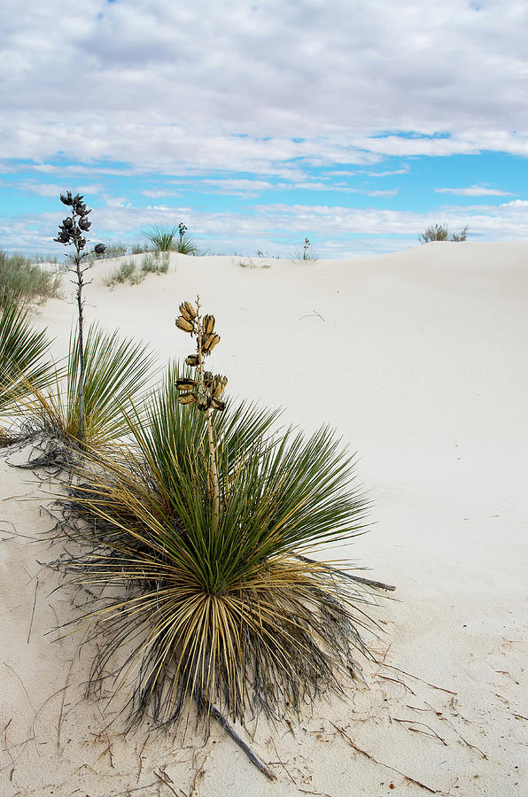 Yucca at White Sands by Adam Reinhart Yucca at White Sands by Adam Reinhart