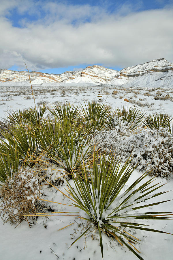Yucca Beneath Snow Covered Book Cliffs Photograph by Ray Mathis