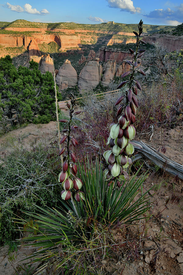 Colorado National Monument Photograph - Yucca Blooms above Coke Ovens by Ray Mathis