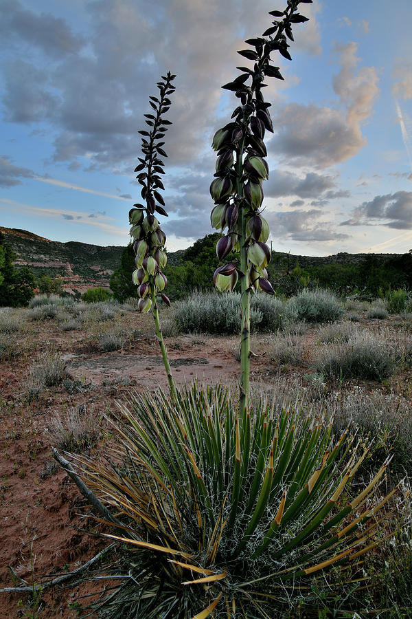 Yucca Blooms on Saddlehorn Mesa Photograph by Ray Mathis