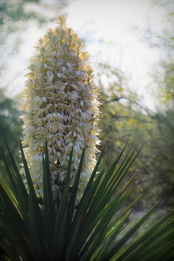 Yucca Blooms Photograph by Saija Lehtonen