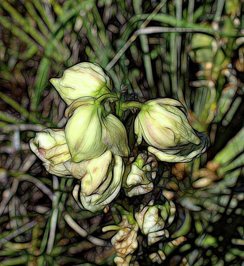 Yucca Blossom Glow Photograph By Aliceann Carlton