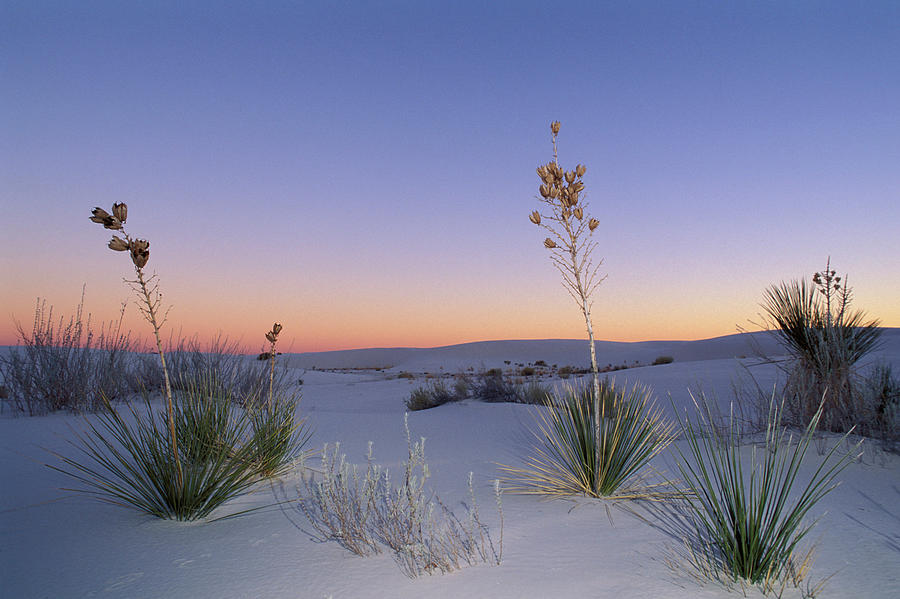 Yucca Cactus, White Sands Nat'l Monument, Nm Digital Art by Heeb Photos ...