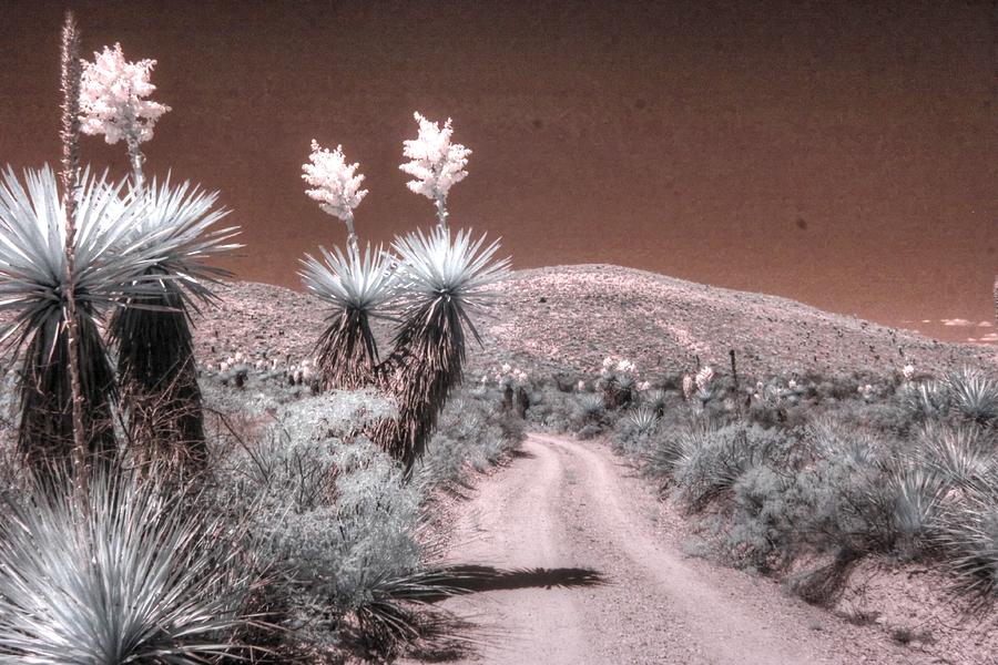 Big Bend National Park Photograph - Yucca dagger flat big bend west texas spanish dagger infrared by Jane Linders