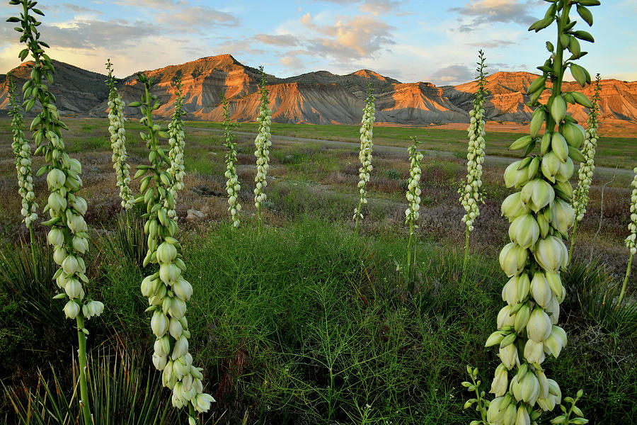 Yucca Field at Book Cliffs at Sunset Photograph by Ray Mathis