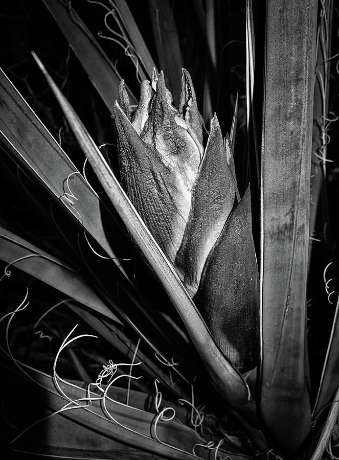 Black And White Photograph - Yucca Flower by Candy Brenton