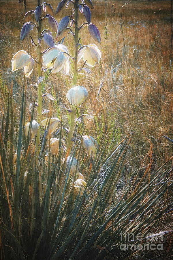 Flower Photograph - Yucca Flowers by Alison Sherrow I AgedPage Fine