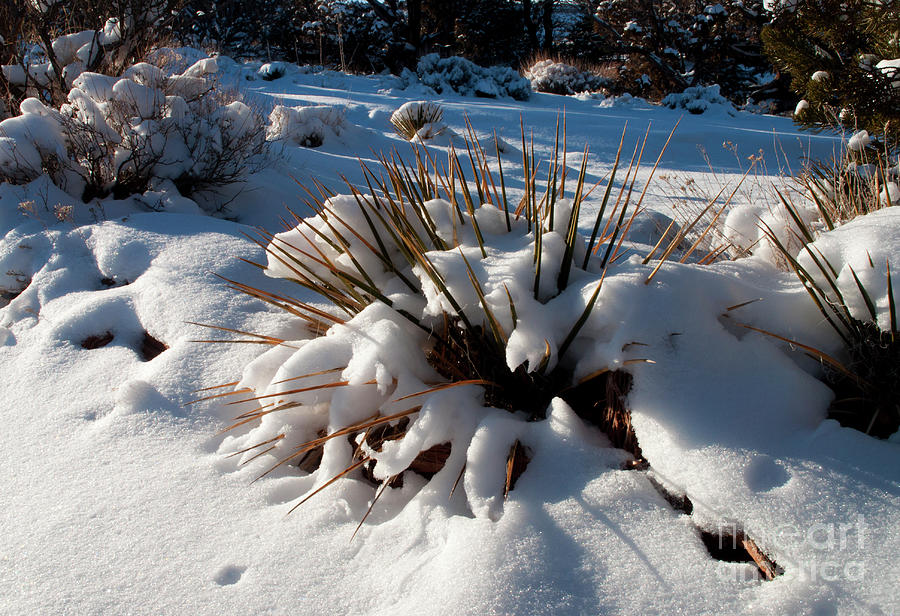 Yucca in Snow Photograph by Julia McHugh