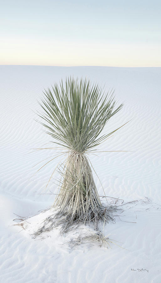 White Sands National Monument Photograph - Yucca In White Sands National Monument Crop by Alan Majchrowicz