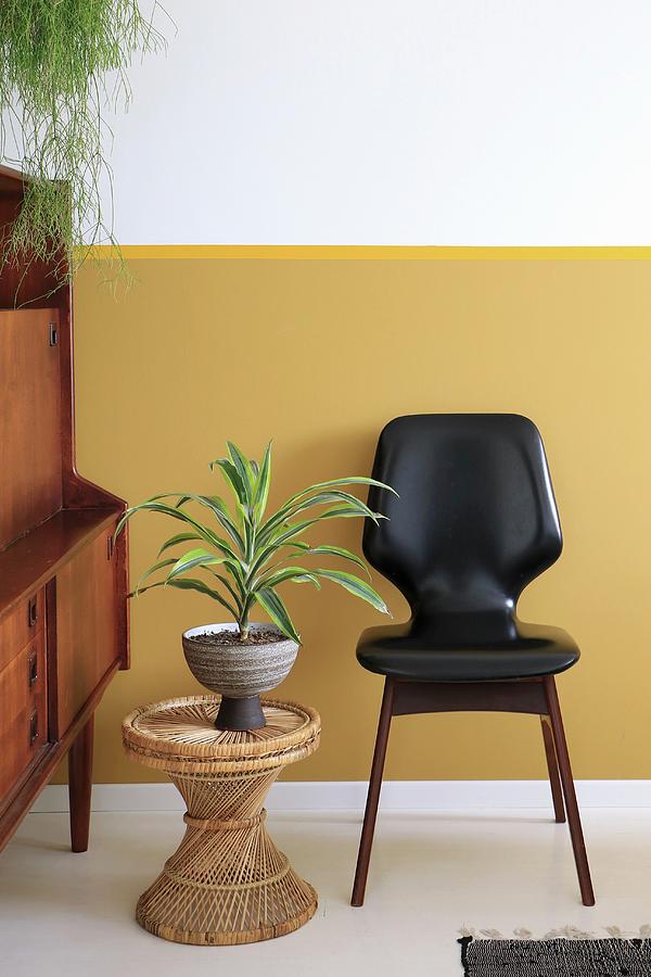 Yucca On Wicker Stool Next To Black Retro Chair Photograph by Marij Hessel