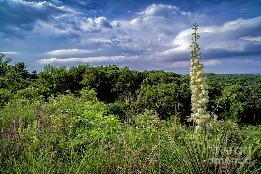 Yucca Over Stone Park by Michael Greiner Yucca Over Stone Park by Michael Greiner
