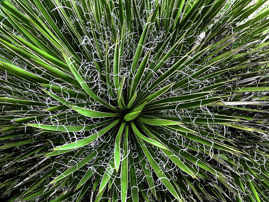 Yucca Pattern Photograph by Lyuba Filatova