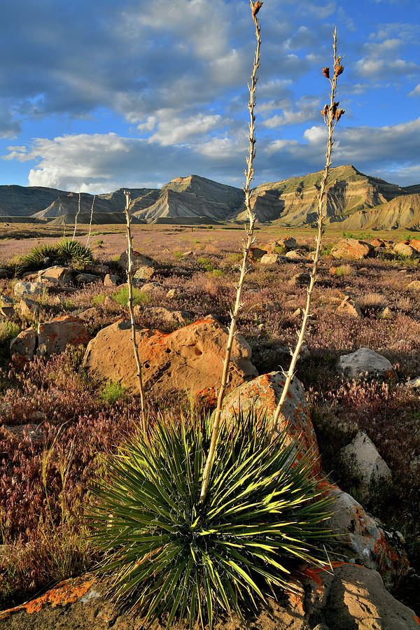 Yucca Plant at the Book Cliffs Photograph by Ray Mathis
