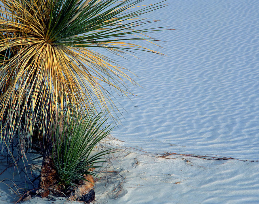 Desert Photograph - Yucca plant in rippled sand dunes in White Sands National Monument, New Mexico - NEWM500 00113 by Kevin Russell