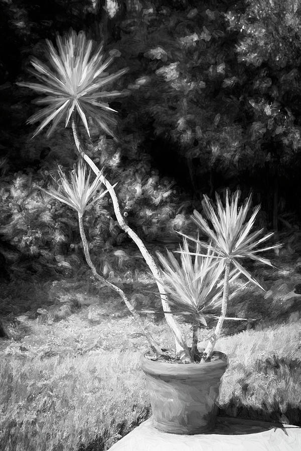 Yucca plant Spanish Bayonet 101 Photograph by Rich Franco