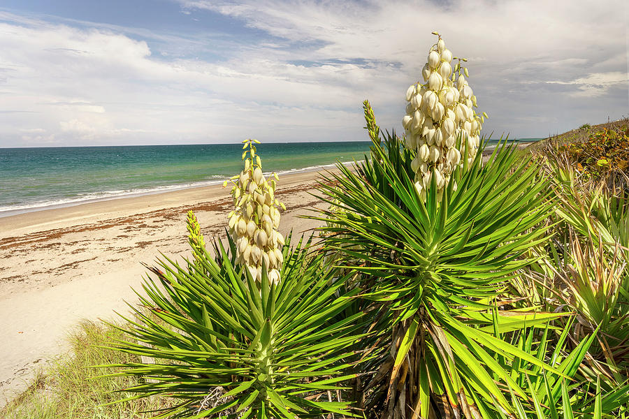 Beach Digital Art - Yucca Plant (spanish Bayonet) On The Beach by Gabriel Jaime Jimenez
