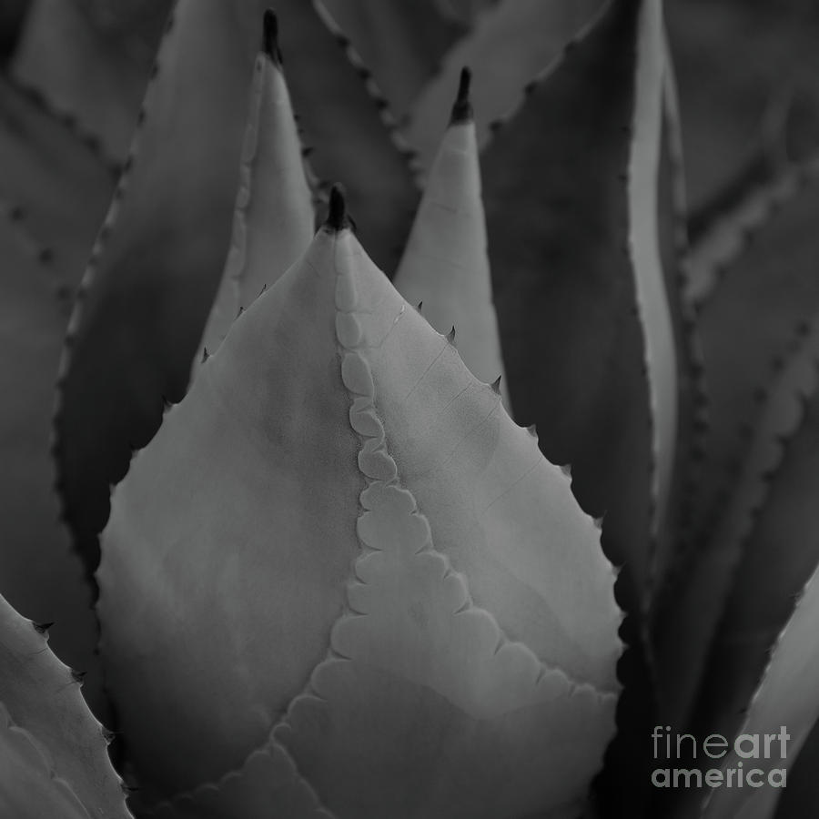 Abstract Photograph - Yucca Square 1 by Edward Fielding