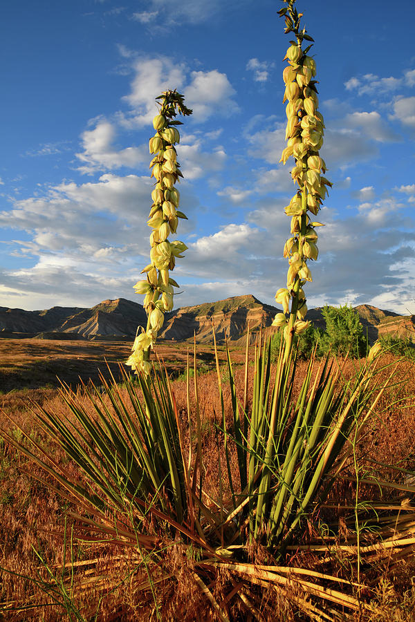 Yucca Stand Alone in Book Cliffs Desert Photograph by Ray Mathis