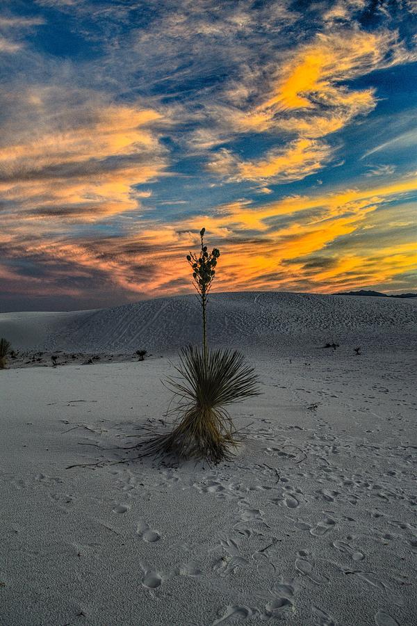 Yucca Sunset Skies at White Sands, New Mexico  Photograph by Chance Kafka