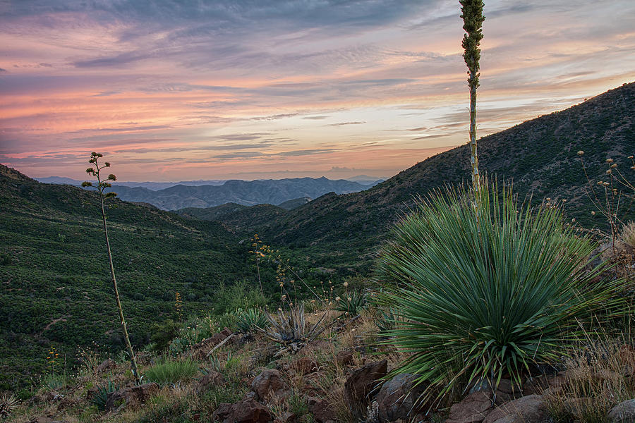 Yucca Sunset Vista Photograph by Dave Dilli