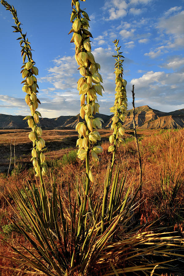 Yucca Trio in Book Cliffs Desert Photograph by Ray Mathis