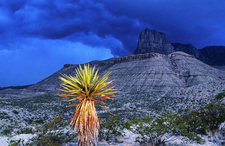 Yucca With Thunderstorm In Background Photograph by Holger Leue