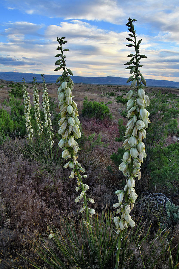 Yuccas along 25 Road in Book Cliffs Photograph by Ray Mathis
