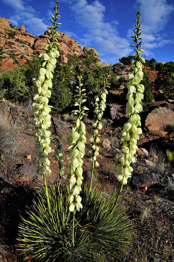 Yuccas along Rimrock Drive in Colorado NM Photograph by Ray Mathis